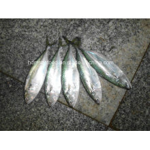 Frozen Fish Indian Mackerel for Sale